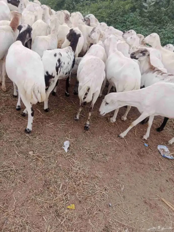 اعرض لكم ضأن دفيع 3