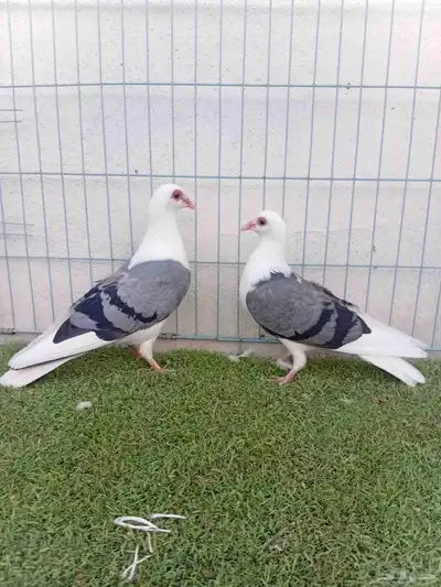 زوج حمام راعبي بفرخه index