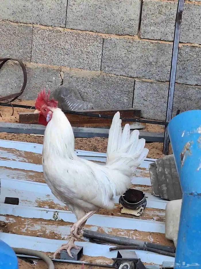 ديك ابيض للبيع 4