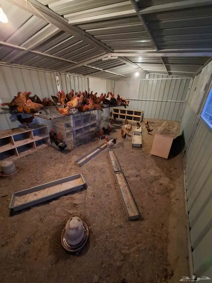 ديكه للبيع 0