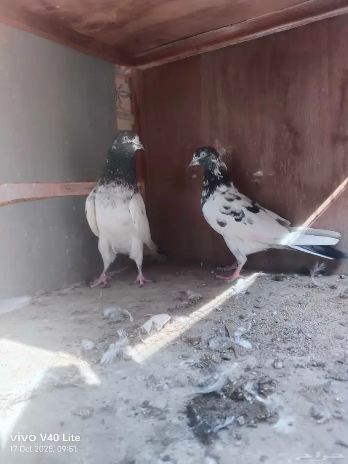 حمام باكستاني للبيع 2