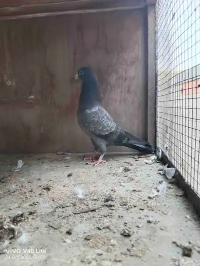 حمام باكستاني للبيع index