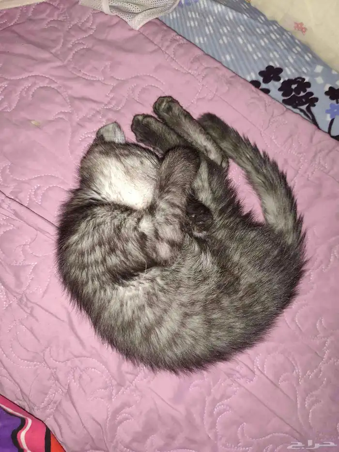 قطط للتبني 1