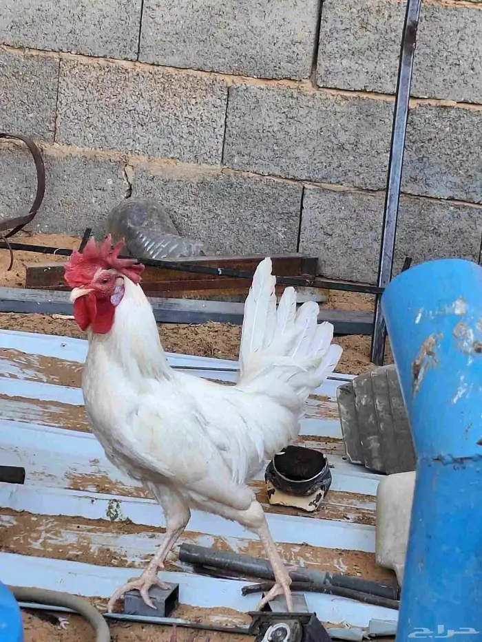 ديك ابيض للبيع 3