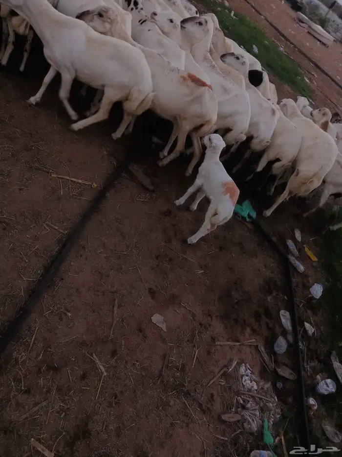 اعرض لكم ضأن دفيع 2