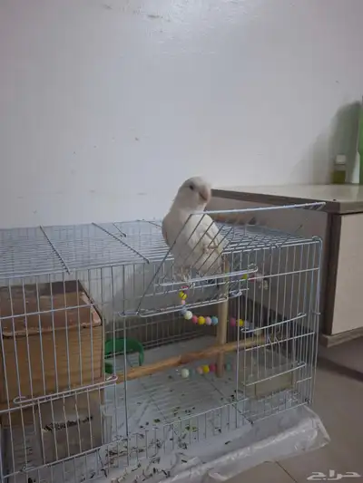 عصفور روز index