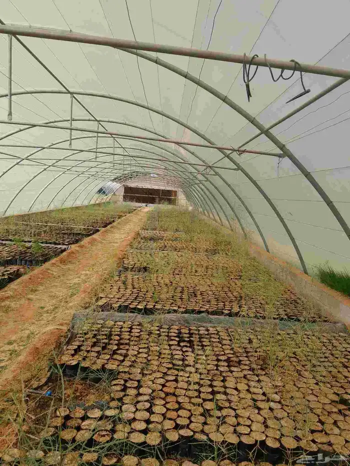 بيوت محميه مكيف الروضه 1