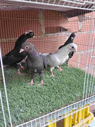 حمام قطيفي index