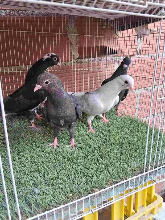 حمام قطيفي 0