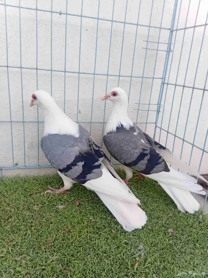 زوج حمام راعبي بفرخه 8