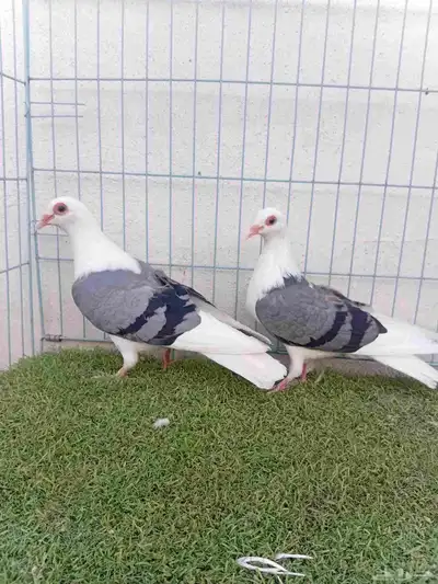 زوج حمام راعبي بفرخه index