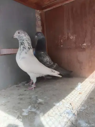 حمام باكستاني للبيع index