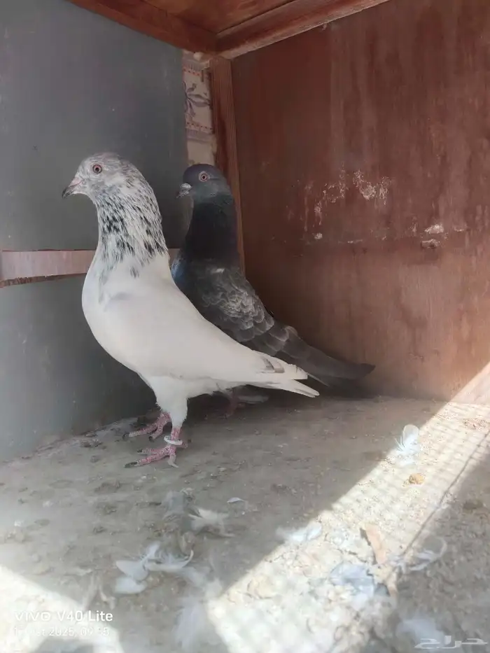 حمام باكستاني للبيع 0