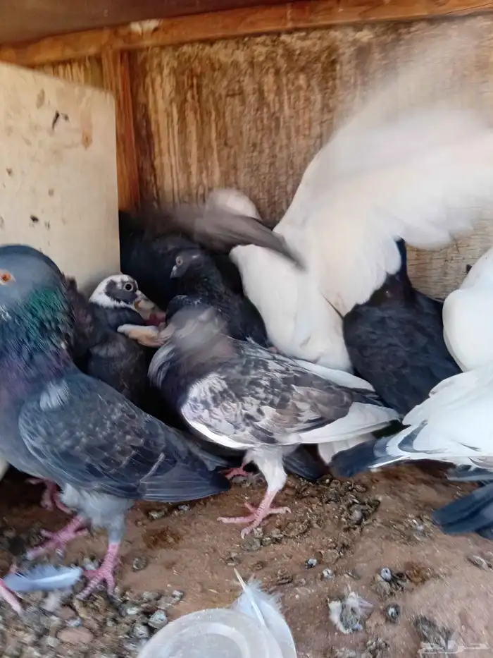 للبيع حمام 0