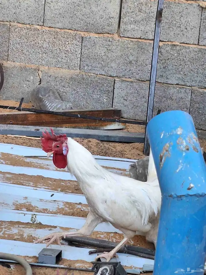 ديك ابيض للبيع 7