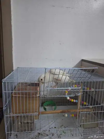 عصفور روز index