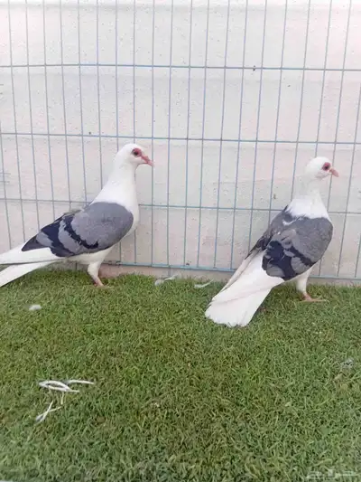 زوج حمام راعبي بفرخه index