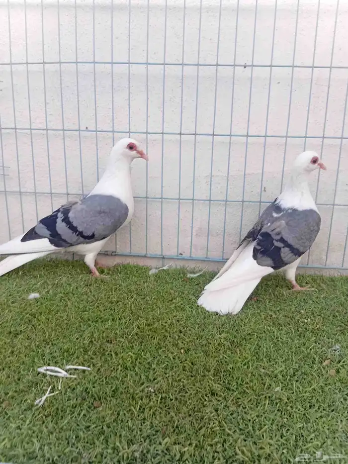 زوج حمام راعبي بفرخه 2