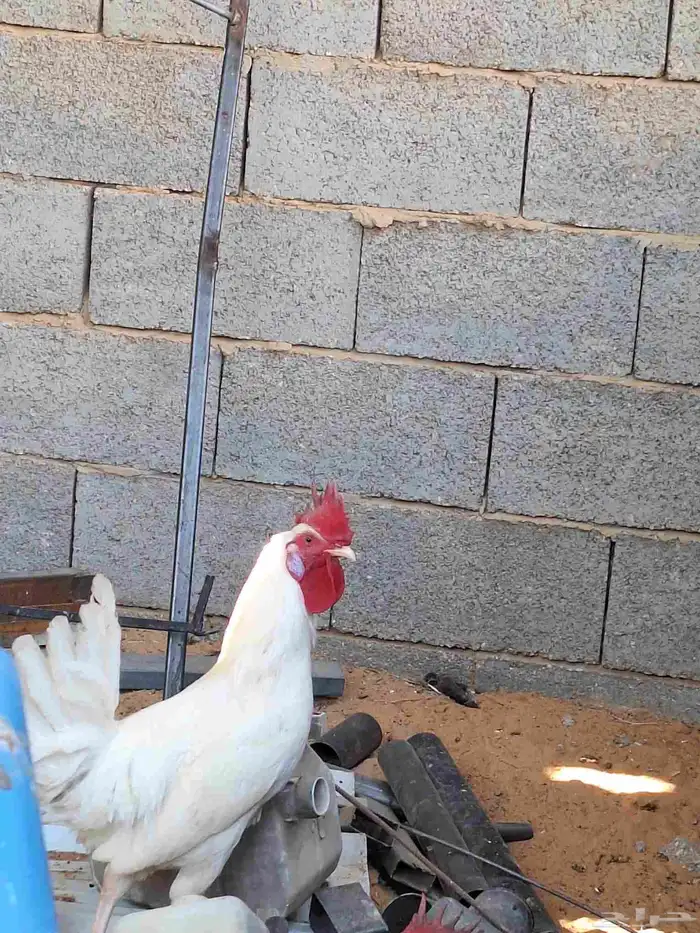 ديك ابيض للبيع 0
