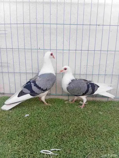 زوج حمام راعبي بفرخه index