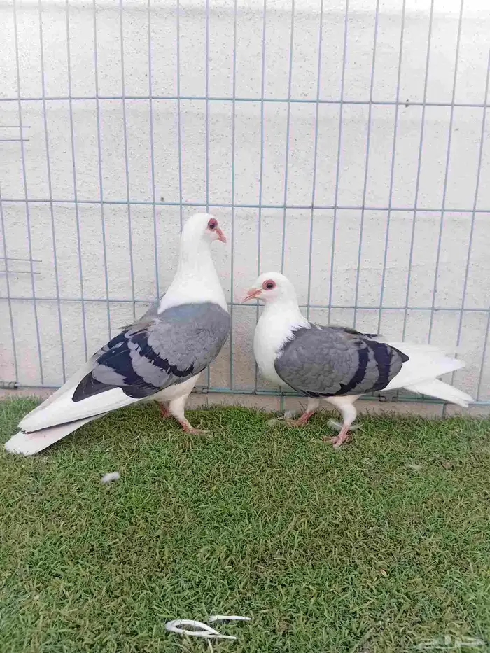 زوج حمام راعبي بفرخه 1