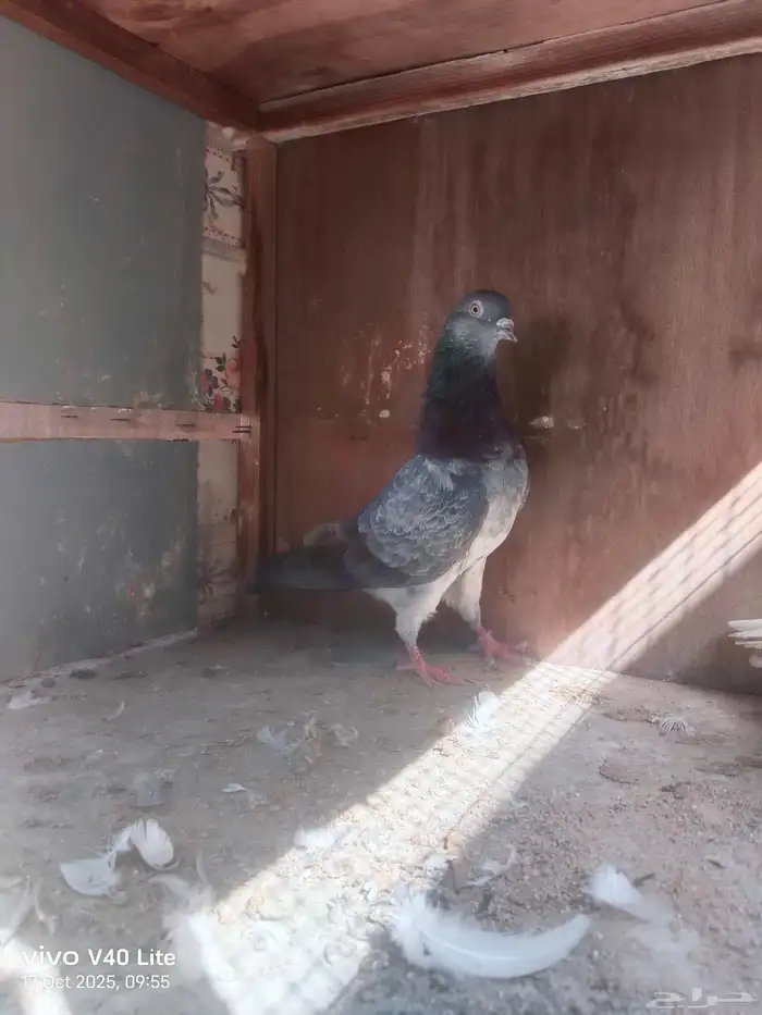 حمام باكستاني للبيع 1