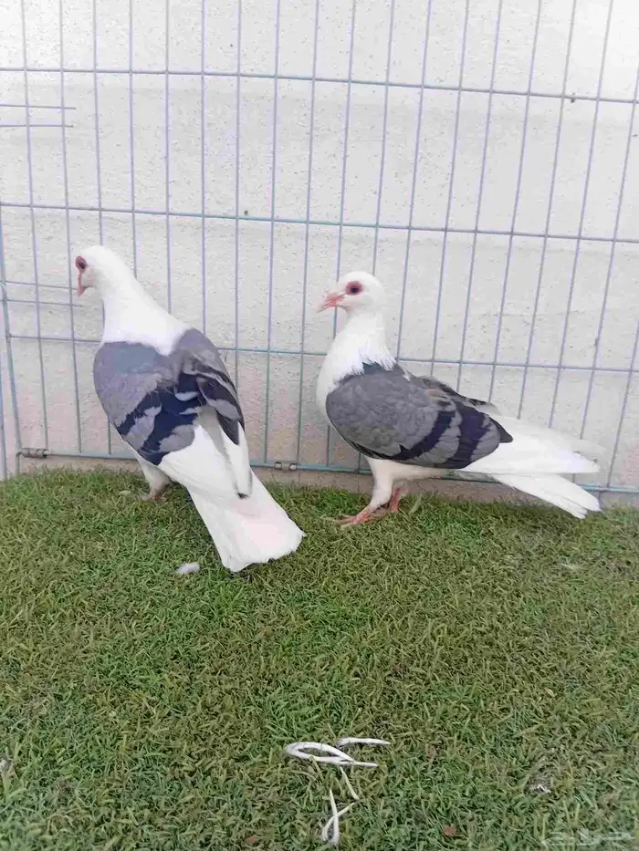 زوج حمام راعبي بفرخه 6