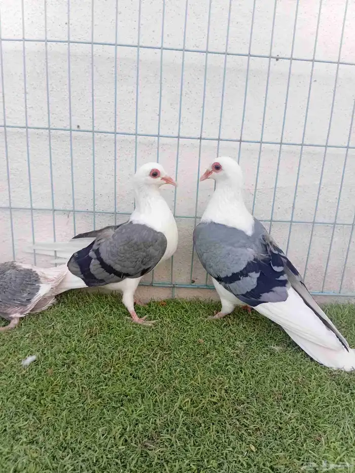 زوج حمام راعبي بفرخه 9