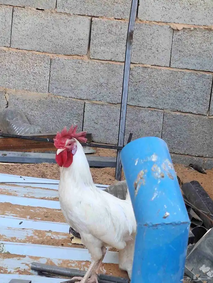 ديك ابيض للبيع 5