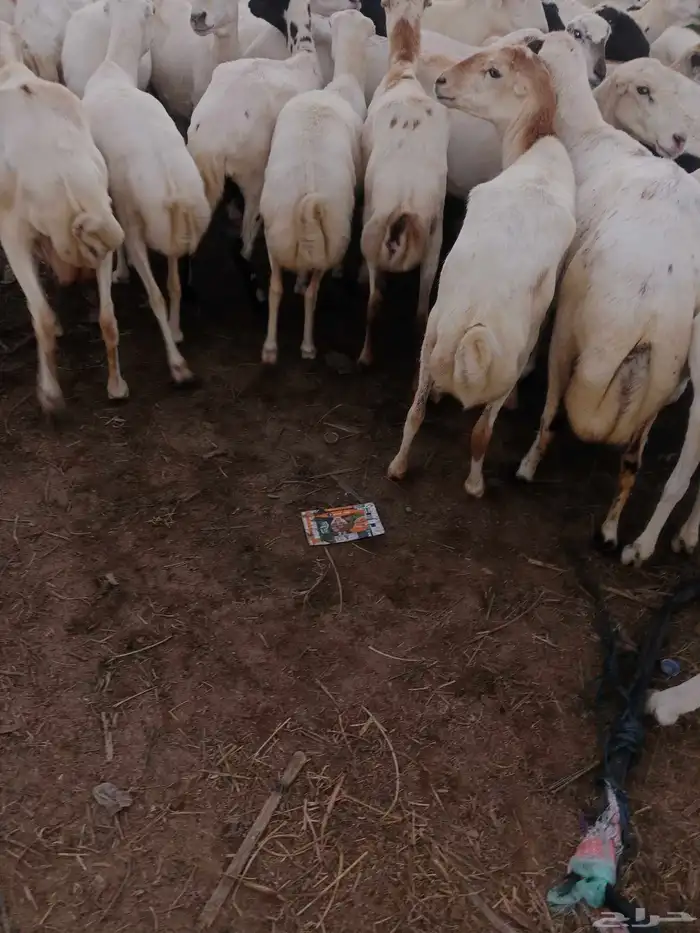 اعرض لكم ضأن دفيع 1