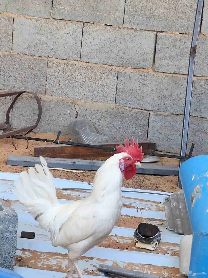 ديك ابيض للبيع 6