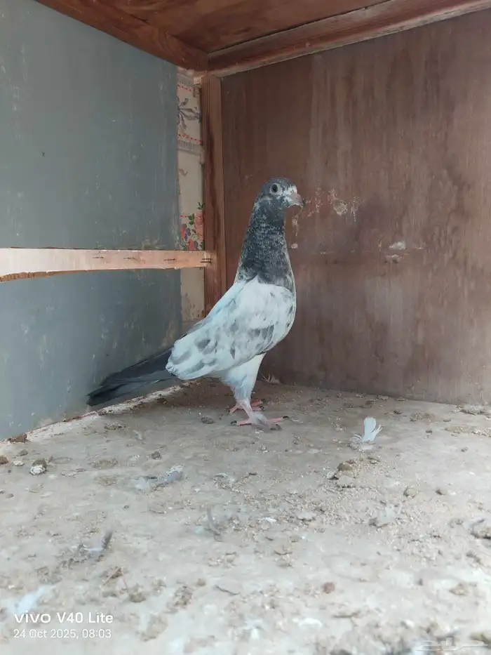 حمام باكستاني للبيع 5