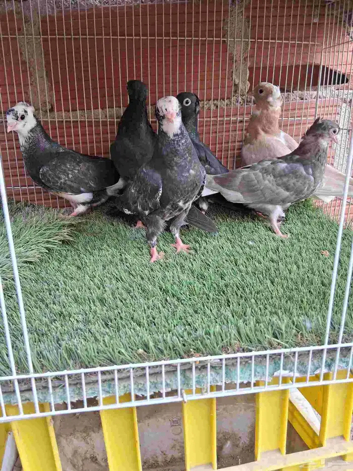 حمام قطيفي 1