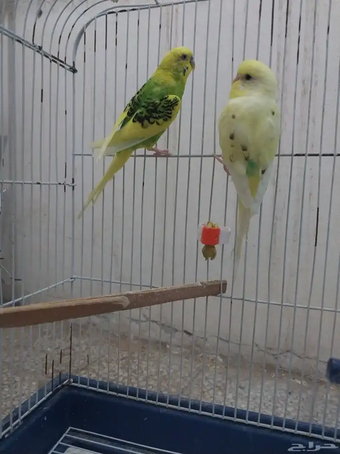 كناري ذكر وجوز طيور حب 1