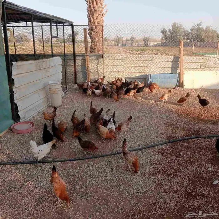 دجاج بلدي بياض 2