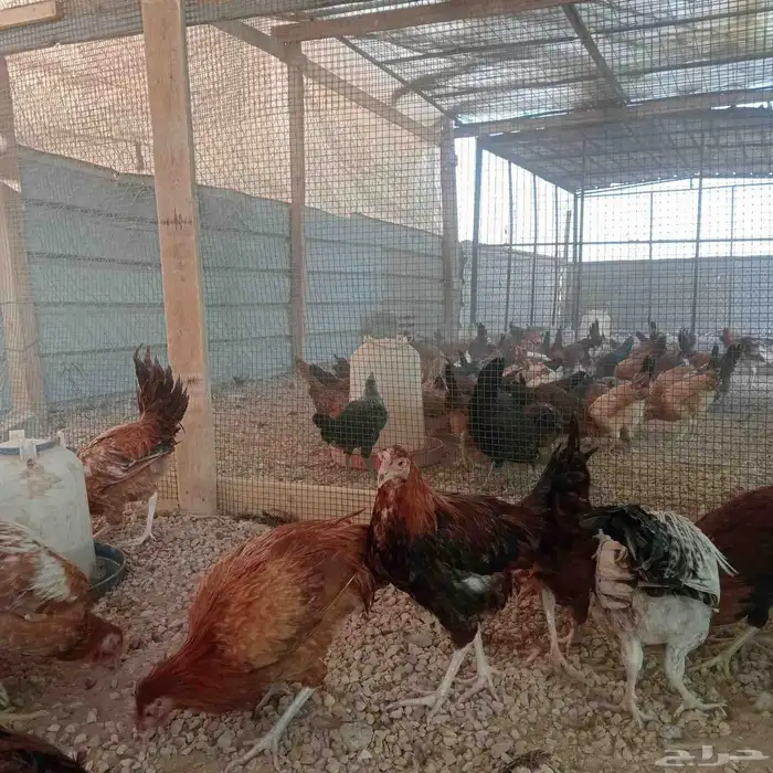 دجاج بلدي بياض 3