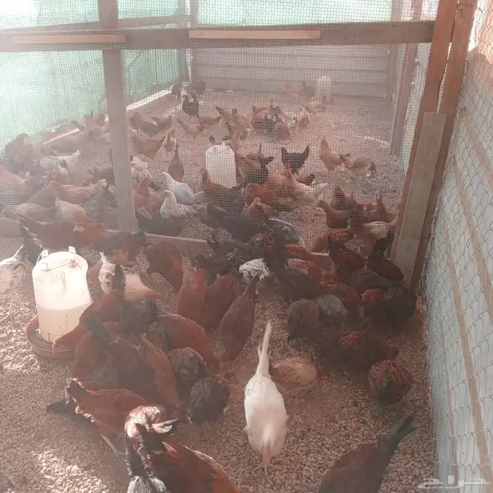 دجاج بلدي بياض 4