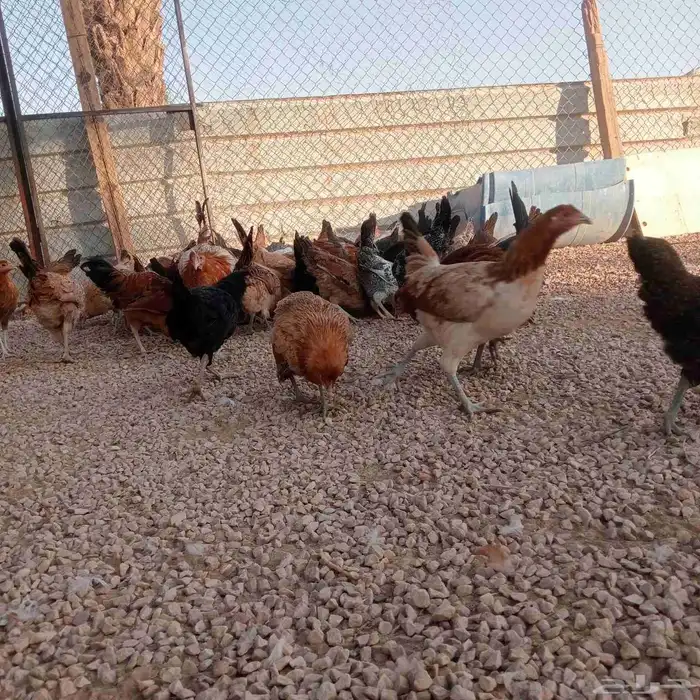 دجاج بلدي بياض 0