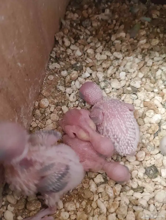 زوج بادجي بفروخه 0