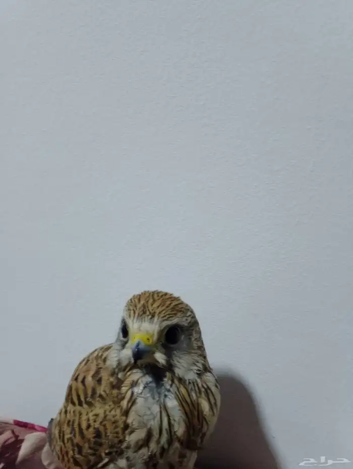 باشق للبيع مستعجل الموقع الحمنه 0