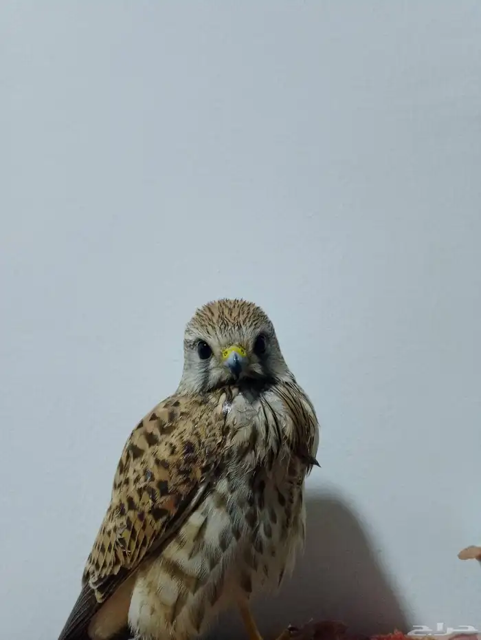 باشق للبيع مستعجل الموقع الحمنه 2