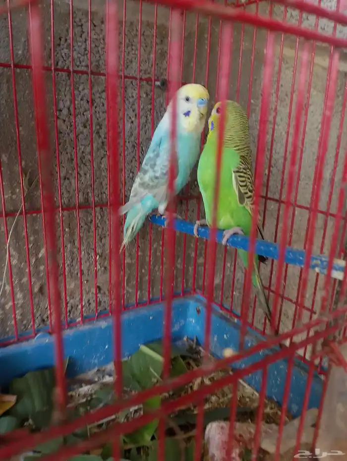 زوج بادجي بفروخه 1