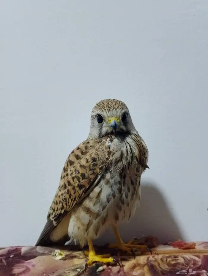 باشق للبيع مستعجل الموقع الحمنه 1