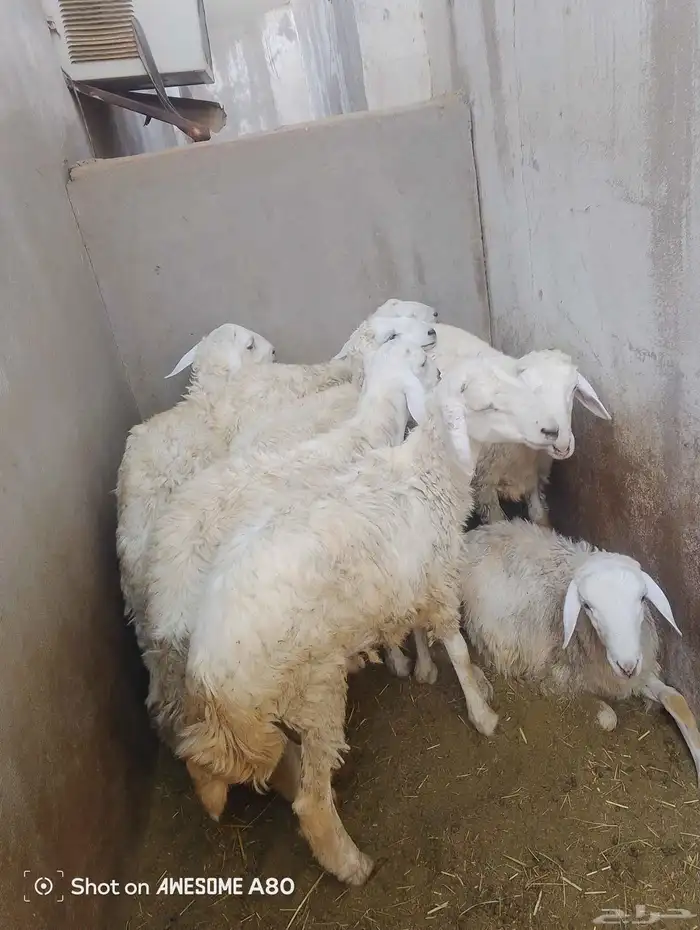 طليان حري تم البيع 0