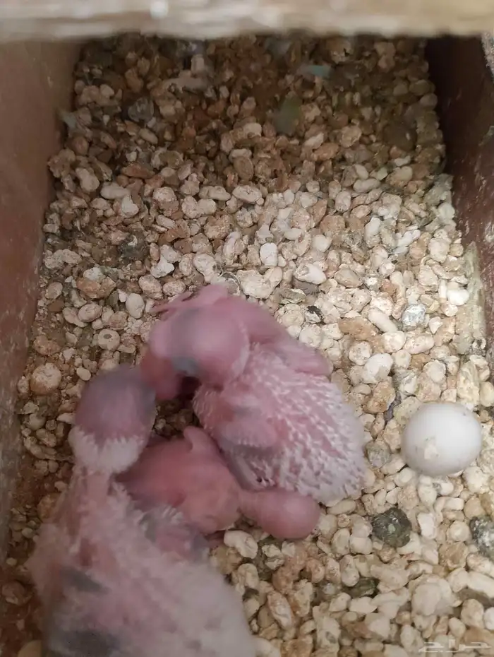 زوج بادجي بفروخه 4