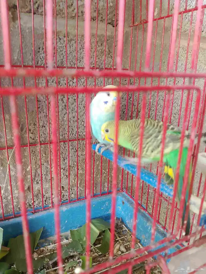 زوج بادجي بفروخه 2