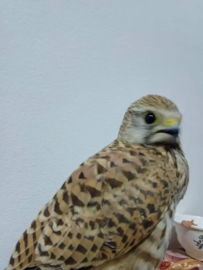 باشق للبيع مستعجل الموقع الحمنه 3