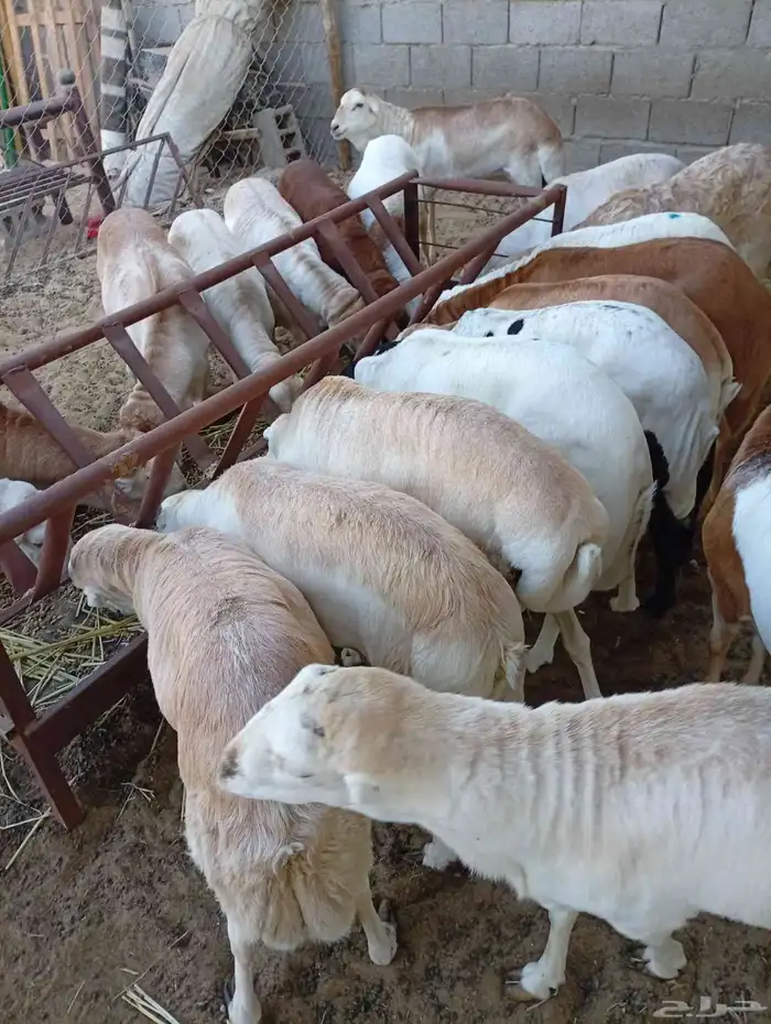 غنم رفيدي حبشي 2