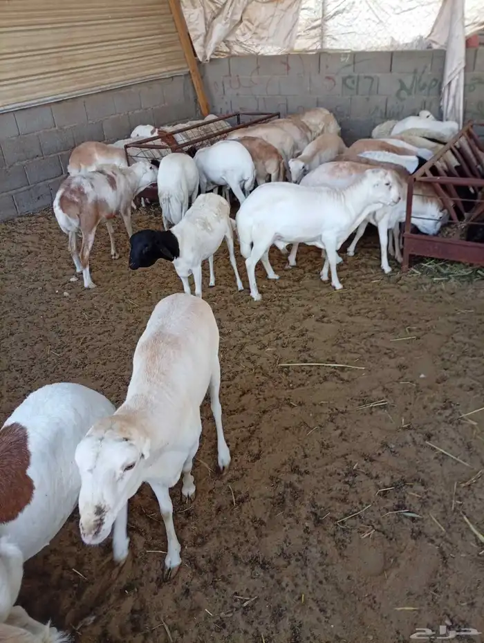 غنم رفيدي حبشي 0