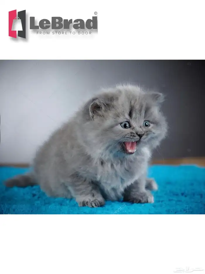 قطط كيتنز سكوتش بريتش بلو ليلاك عيون رصاصية LeBrad Cattery 1